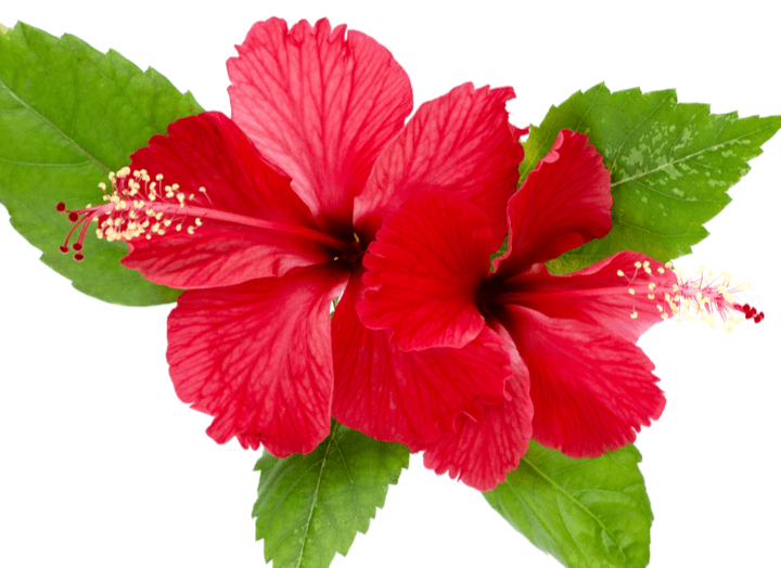 Hibiscus Sabdariffa Flower Extract